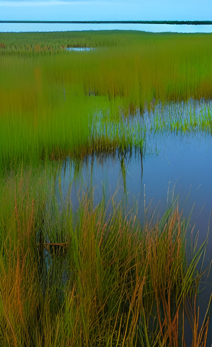 Flora of the Canaveral National Seashore